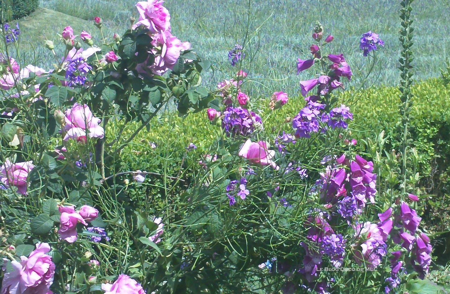 rencontre jardin des tuileries